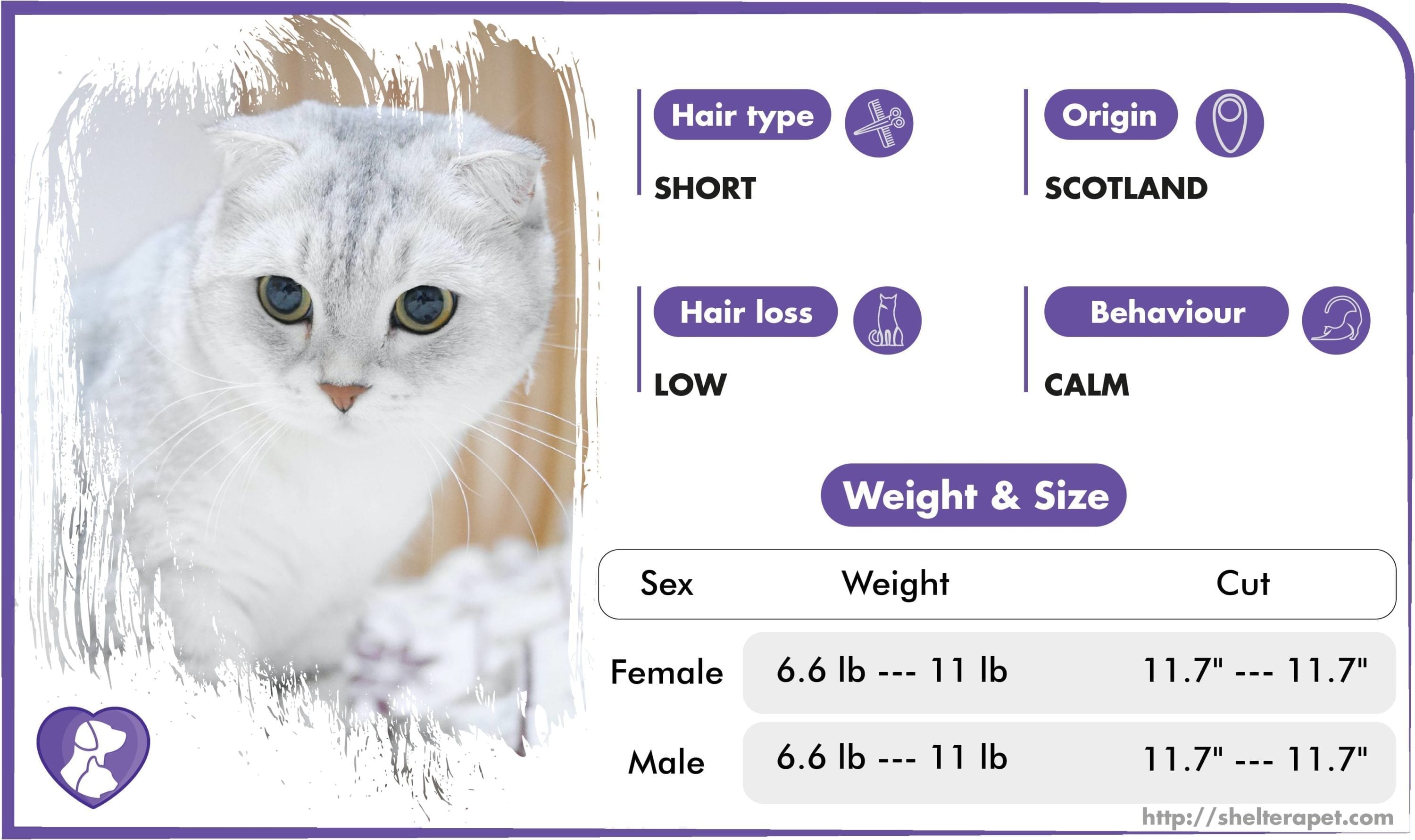 The Life Span Of Scottish Fold Cats Their Average Age And How To Increase It The Pet Guide Home