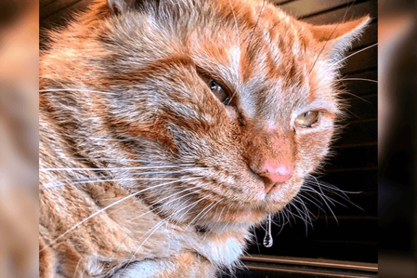 Why is My Cat Drooling? The Pet Guide Home