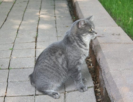 Cat with broken tail causes and remedies The Pet Guide Home