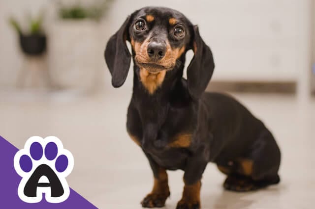 Dachshund Lifespan How to Protect Your Pet From Premature