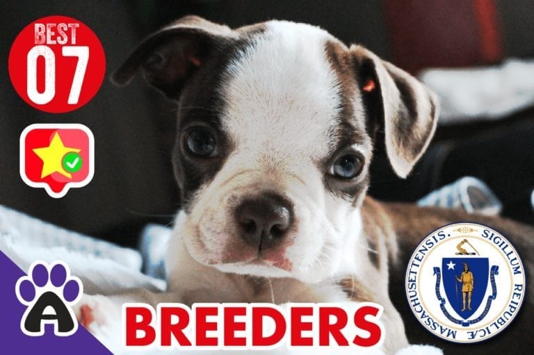 7 Best Reviewed Boston Terrier Breeders In Massachusetts