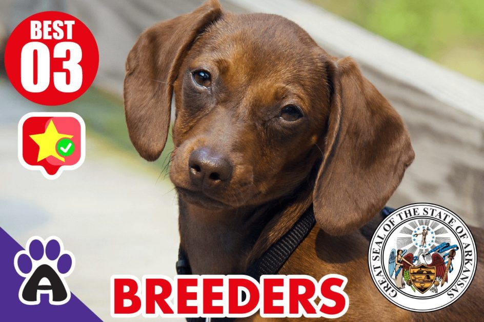 3 Best Reviewed Dachshund Breeders In Arkansas 2021