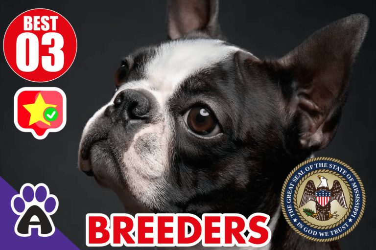 3 Best Reviewed Boston Terrier Breeders In Mississippi
