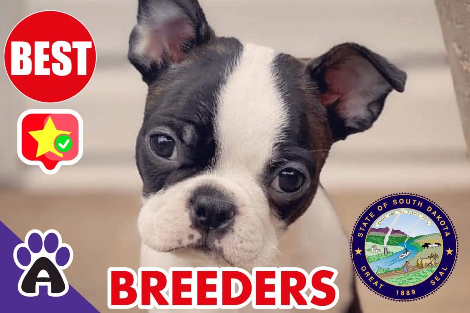 Best Reviewed Boston Terrier Breeders In South Dakota 2021
