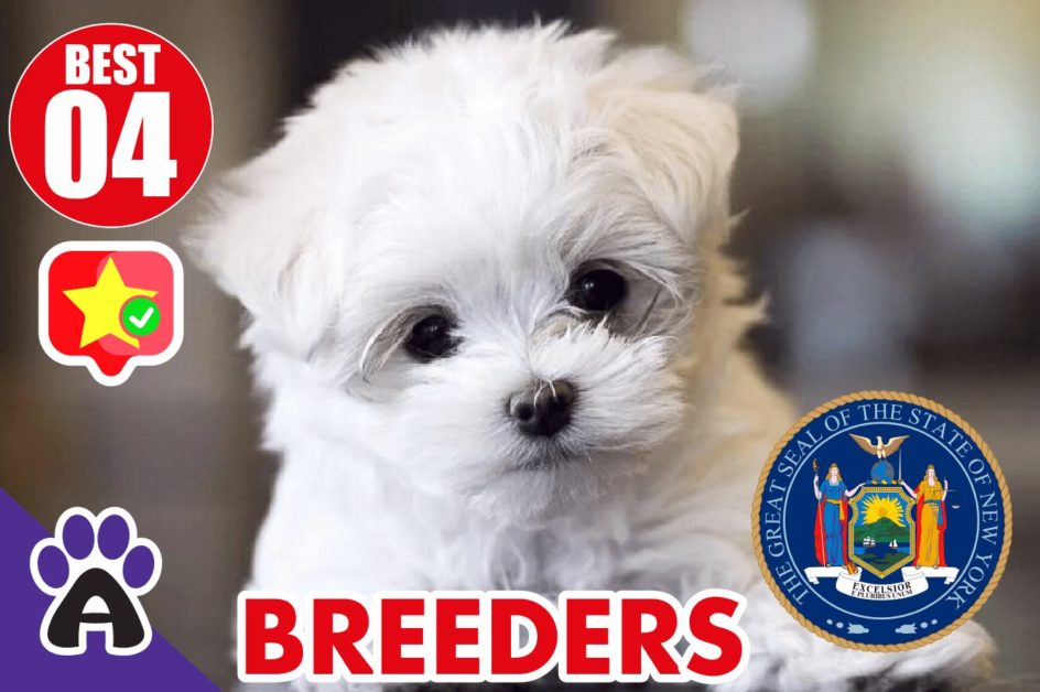 Best 4 Reviewed Maltese Breeders In New York 2021